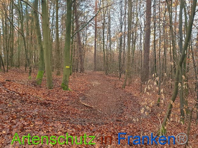 © Artenschutz in Franken® Bild zum Eintrag (1014336-160)