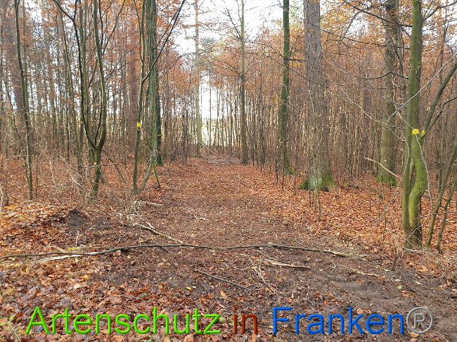 © Artenschutz in Franken® Bild zum Eintrag (1014337-160)