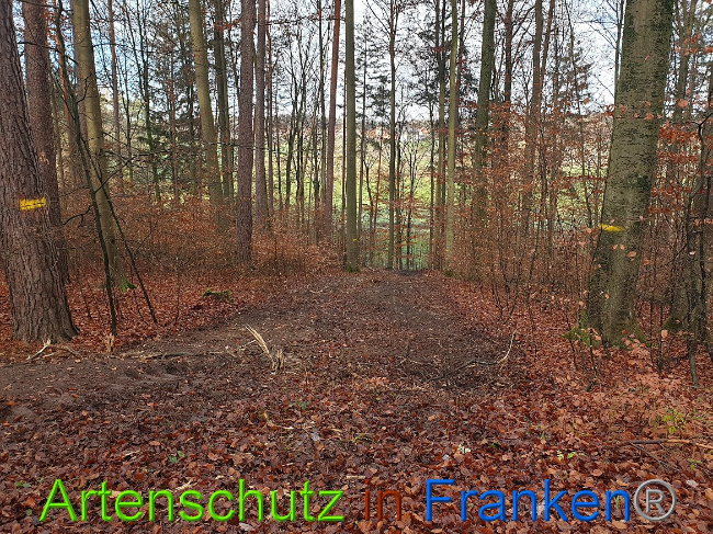 © Artenschutz in Franken® Bild zum Eintrag (1014345-160)