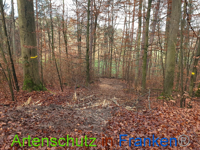 © Artenschutz in Franken® Bild zum Eintrag (1014346-160)