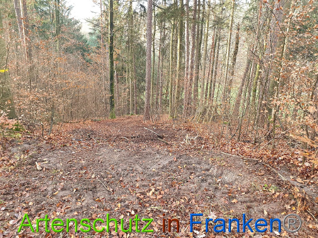 © Artenschutz in Franken® Bild zum Eintrag (1014347-160)