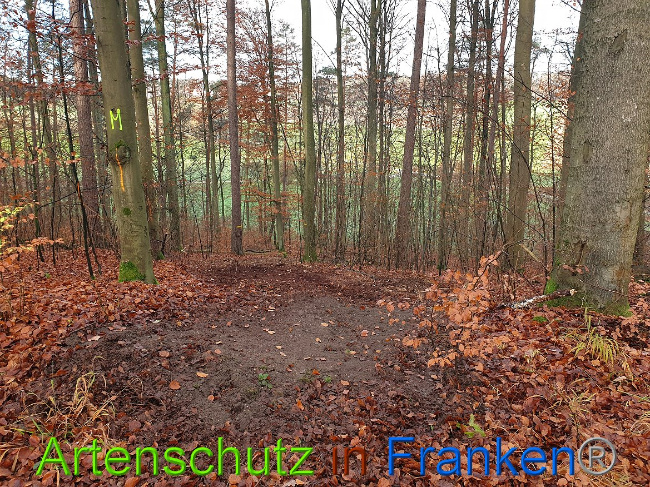 © Artenschutz in Franken® Bild zum Eintrag (1014349-160)