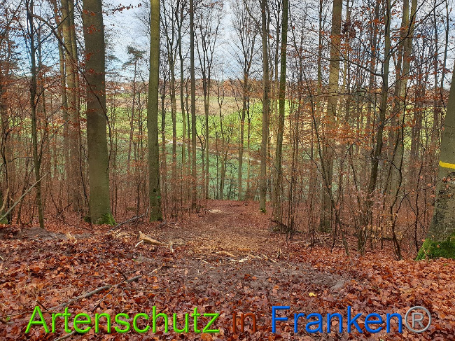 © Artenschutz in Franken® Bild zum Eintrag (1014350-160)
