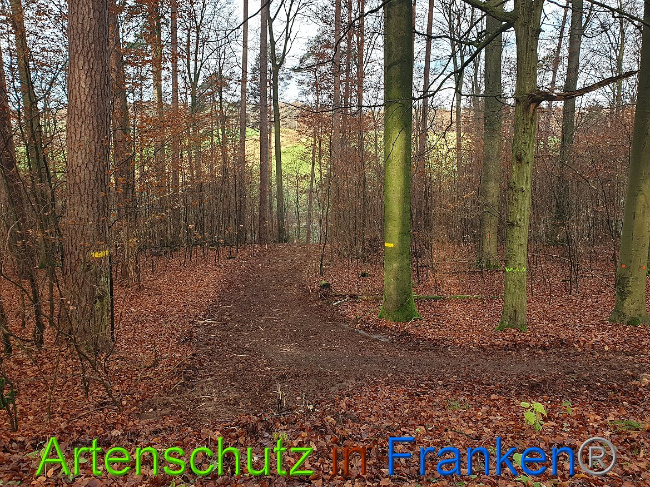 © Artenschutz in Franken® Bild zum Eintrag (1014351-160)