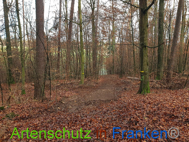 © Artenschutz in Franken® Bild zum Eintrag (1014352-160)