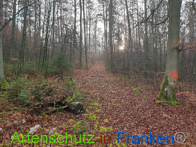 © Artenschutz in Franken® Bild zum Eintrag (1014353-160)