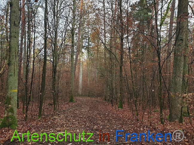 © Artenschutz in Franken® Bild zum Eintrag (1014354-160)