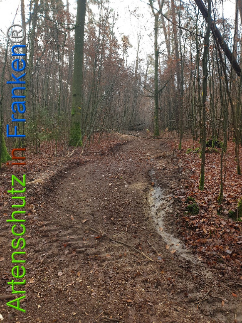 © Artenschutz in Franken® Bild zum Eintrag (1014356-160)