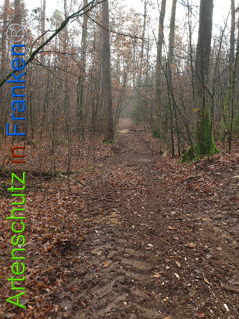 © Artenschutz in Franken® Bild zum Eintrag (1014357-160)