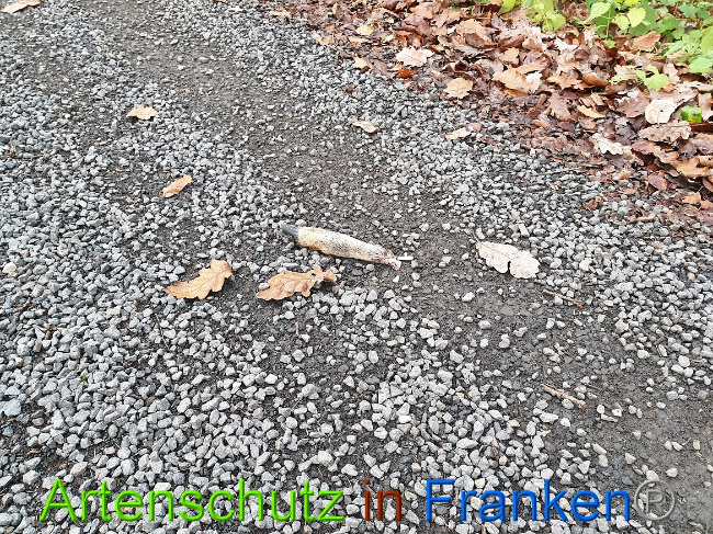 © Artenschutz in Franken® Bild zum Eintrag (1014406-160)