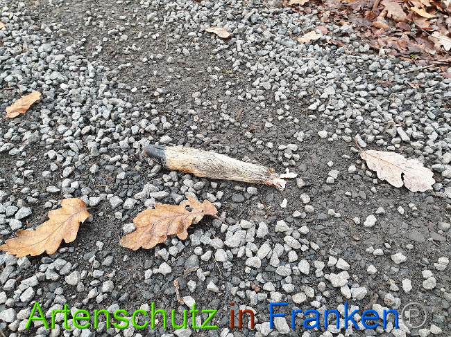 © Artenschutz in Franken® Bild zum Eintrag (1014407-160)