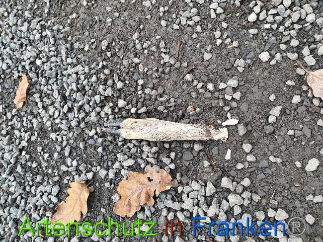 © Artenschutz in Franken® Bild zum Eintrag (1014408-160)