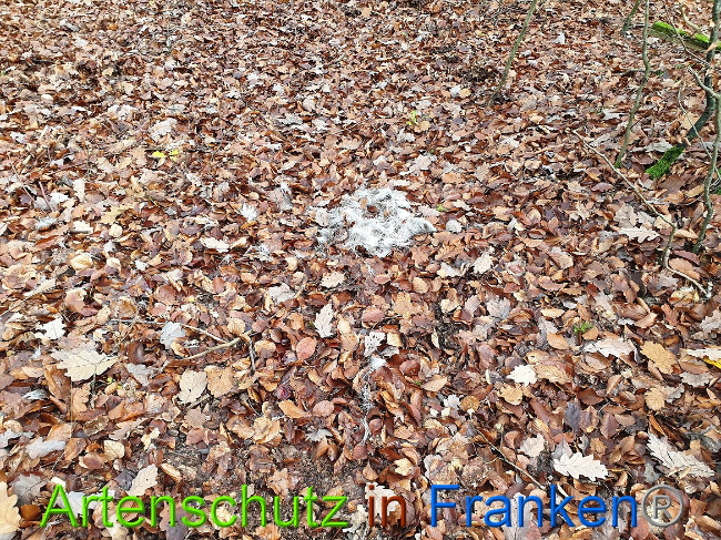© Artenschutz in Franken® Bild zum Eintrag (1014413-160)