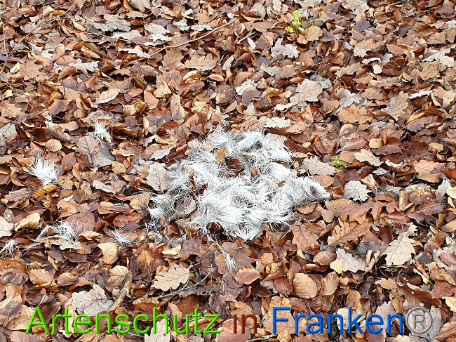 © Artenschutz in Franken® Bild zum Eintrag (1014414-160)