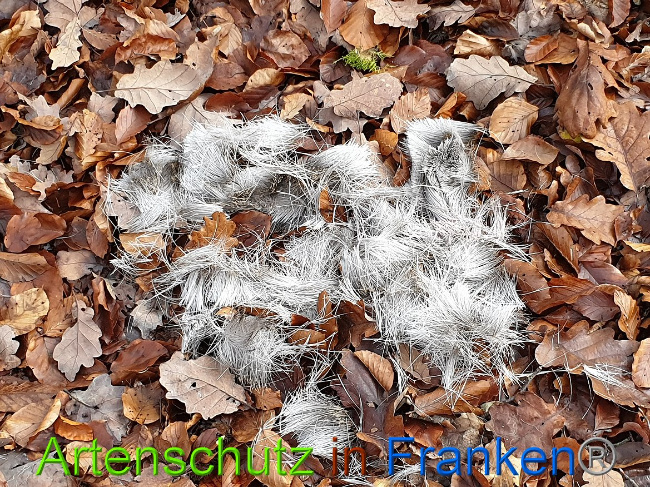 © Artenschutz in Franken® Bild zum Eintrag (1014415-160)