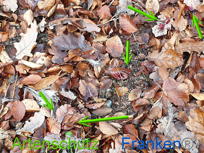© Artenschutz in Franken® Bild zum Eintrag (1014424-160)