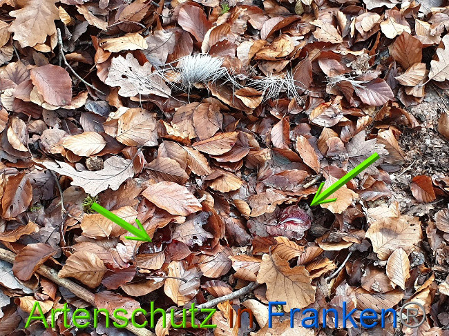 © Artenschutz in Franken® Bild zum Eintrag (1014425-160)