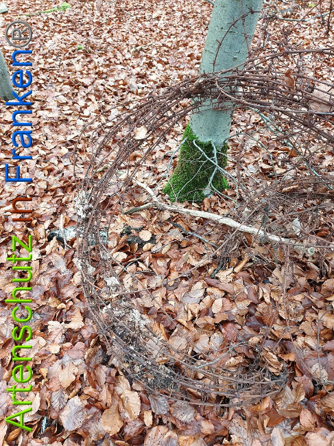 © Artenschutz in Franken® Bild zum Eintrag (1014869-160)