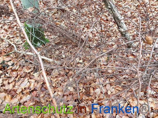 © Artenschutz in Franken® Bild zum Eintrag (1014871-160)