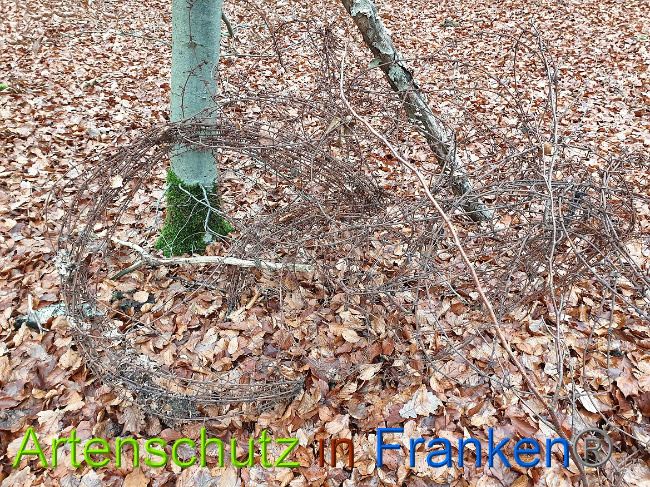 © Artenschutz in Franken® Bild zum Eintrag (1014872-160)