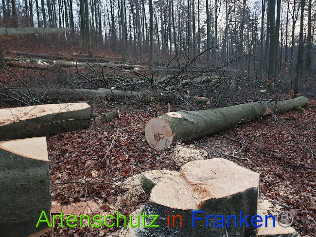 © Artenschutz in Franken® Bild zum Eintrag (1015060-160)