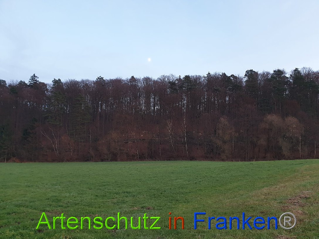 © Artenschutz in Franken® Bild zum Eintrag (1015062-160)