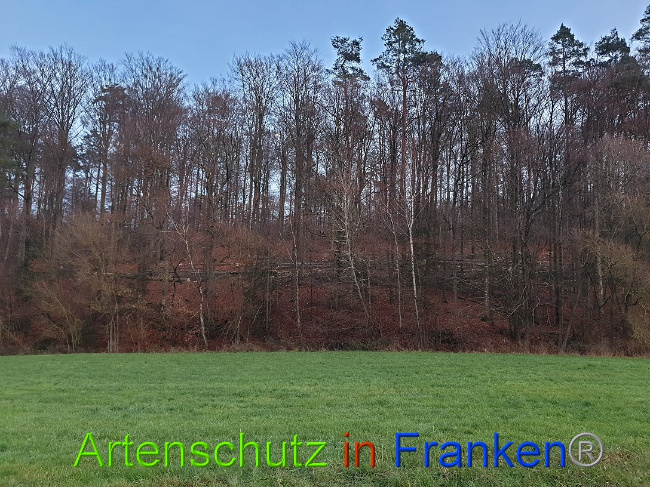© Artenschutz in Franken® Bild zum Eintrag (1015063-160)