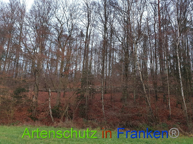 © Artenschutz in Franken® Bild zum Eintrag (1015064-160)