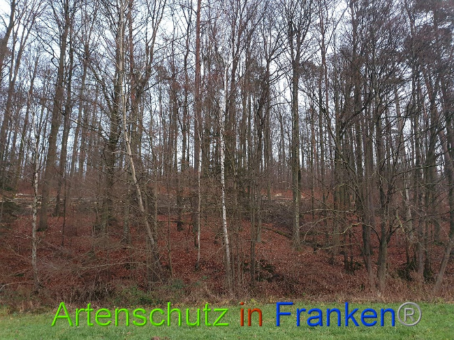 © Artenschutz in Franken® Bild zum Eintrag (1015069-160)