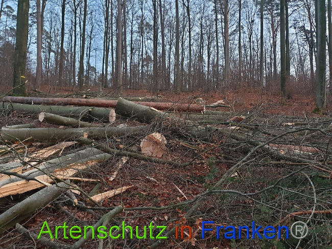 © Artenschutz in Franken® Bild zum Eintrag (1015071-160)