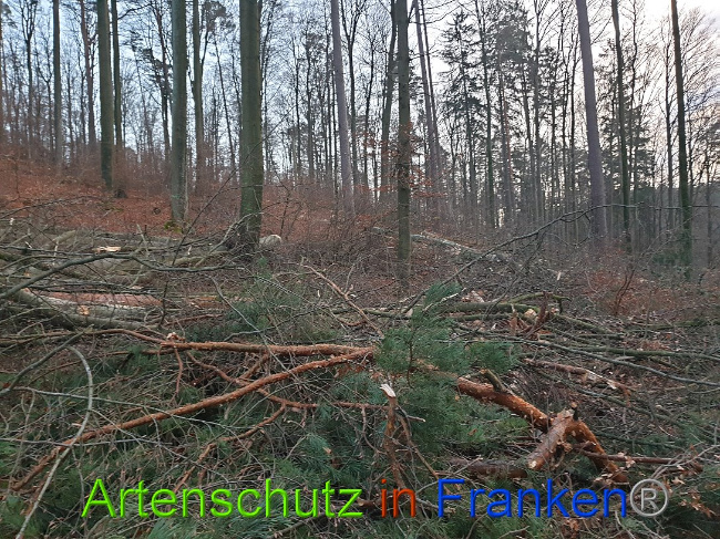 © Artenschutz in Franken® Bild zum Eintrag (1015073-160)
