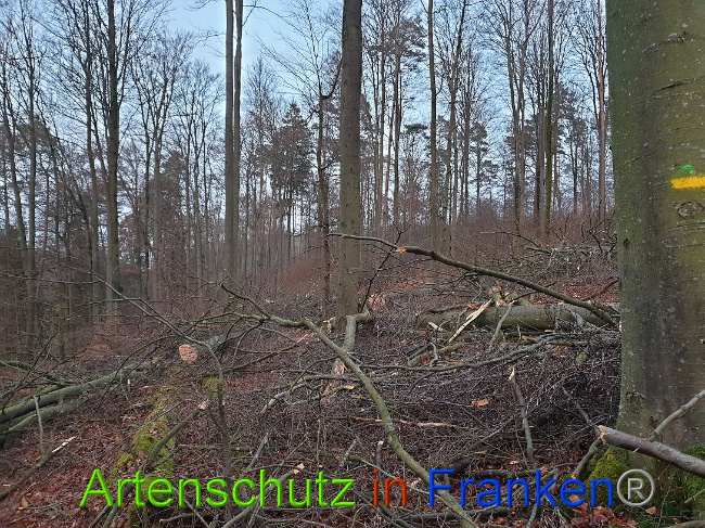 © Artenschutz in Franken® Bild zum Eintrag (1015075-160)