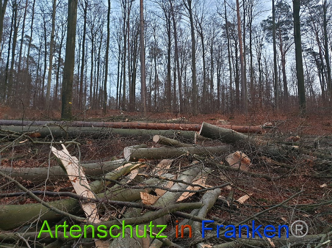 © Artenschutz in Franken® Bild zum Eintrag (1015077-160)