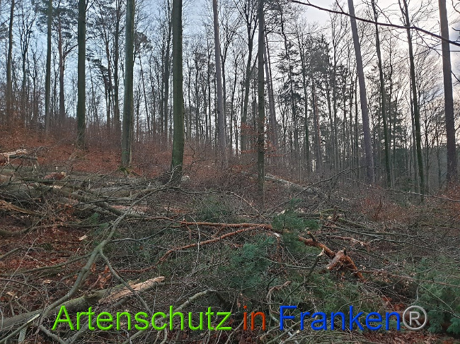 © Artenschutz in Franken® Bild zum Eintrag (1015078-160)