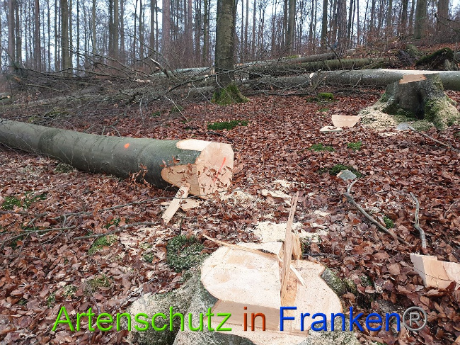 © Artenschutz in Franken® Bild zum Eintrag (1015079-160)