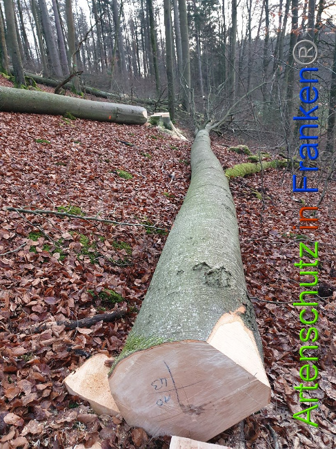 © Artenschutz in Franken® Bild zum Eintrag (1015081-160)