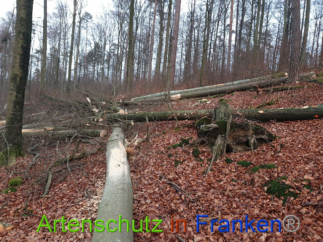 © Artenschutz in Franken® Bild zum Eintrag (1015082-160)