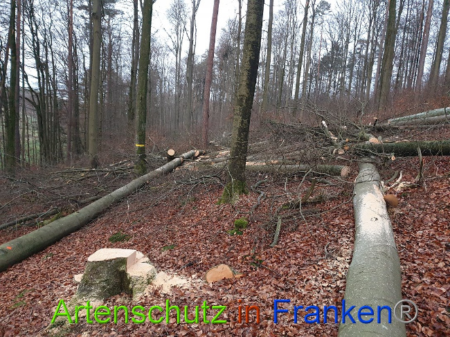 © Artenschutz in Franken® Bild zum Eintrag (1015083-160)
