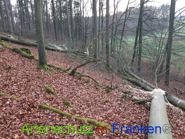 © Artenschutz in Franken® Bild zum Eintrag (1015085-160)