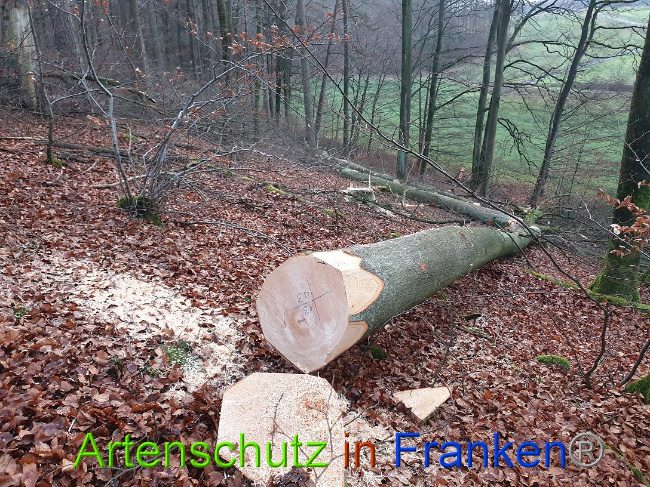 © Artenschutz in Franken® Bild zum Eintrag (1015086-160)
