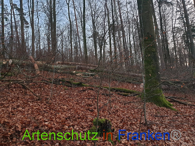 © Artenschutz in Franken® Bild zum Eintrag (1015087-160)
