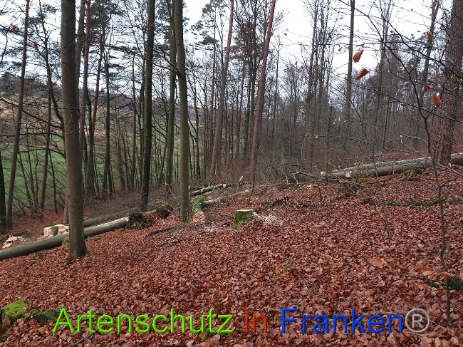 © Artenschutz in Franken® Bild zum Eintrag (1015093-160)