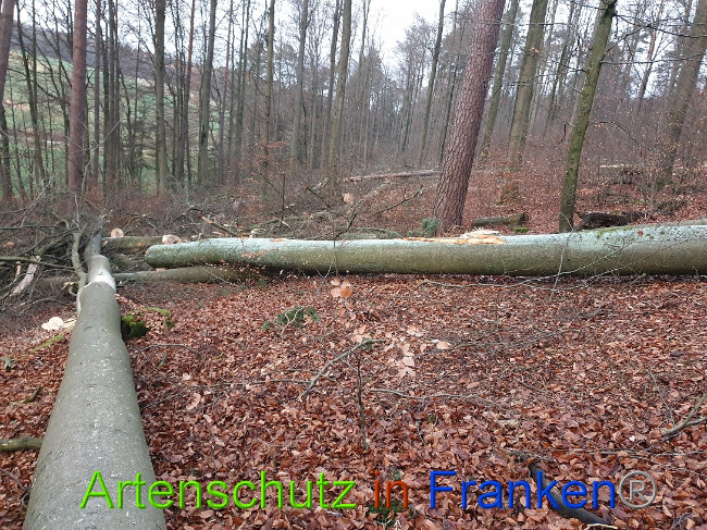 © Artenschutz in Franken® Bild zum Eintrag (1015094-160)