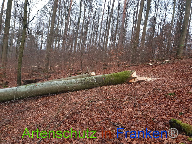 © Artenschutz in Franken® Bild zum Eintrag (1015095-160)