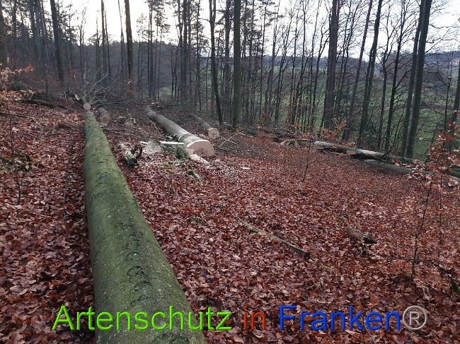 © Artenschutz in Franken® Bild zum Eintrag (1015097-160)