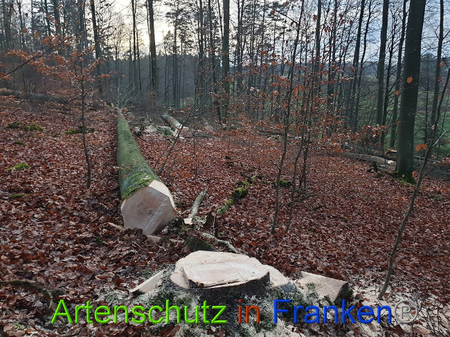 © Artenschutz in Franken® Bild zum Eintrag (1015098-160)
