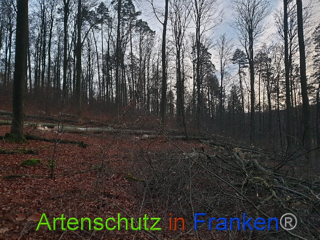 © Artenschutz in Franken® Bild zum Eintrag (1015099-160)