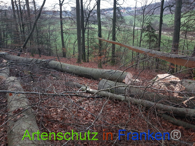 © Artenschutz in Franken® Bild zum Eintrag (1015105-160)