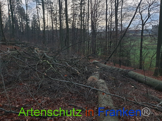 © Artenschutz in Franken® Bild zum Eintrag (1015106-160)