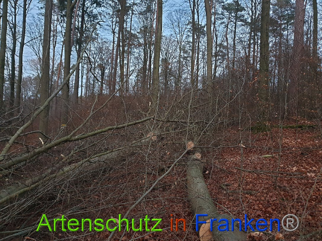 © Artenschutz in Franken® Bild zum Eintrag (1015107-160)